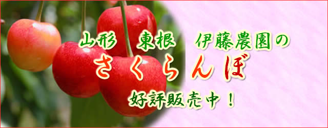 山形 東根のさくらんぼ