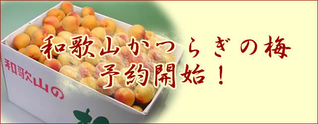 かつらぎの梅
