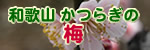 ���炬�̔~