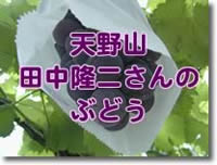 �c������̃u�h�E