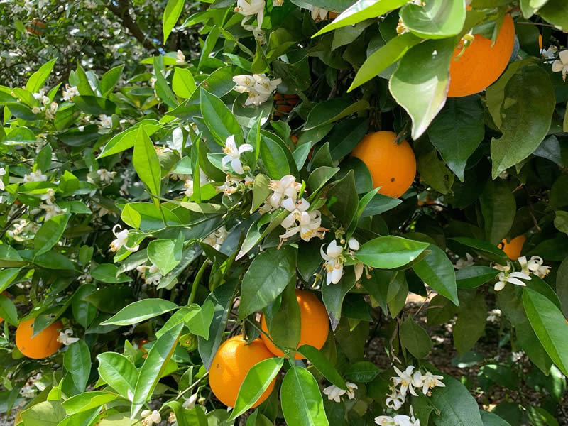 みかんの花
