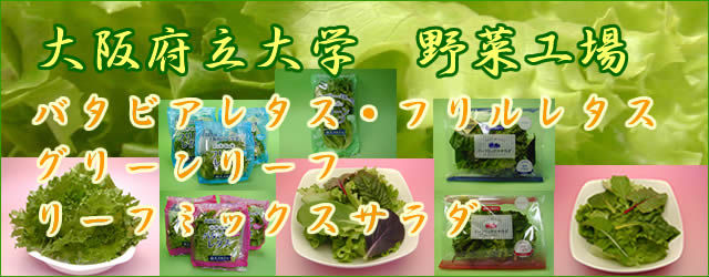 大阪府立大学色工場レタス