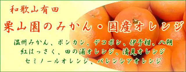 栗山園の有田みかん