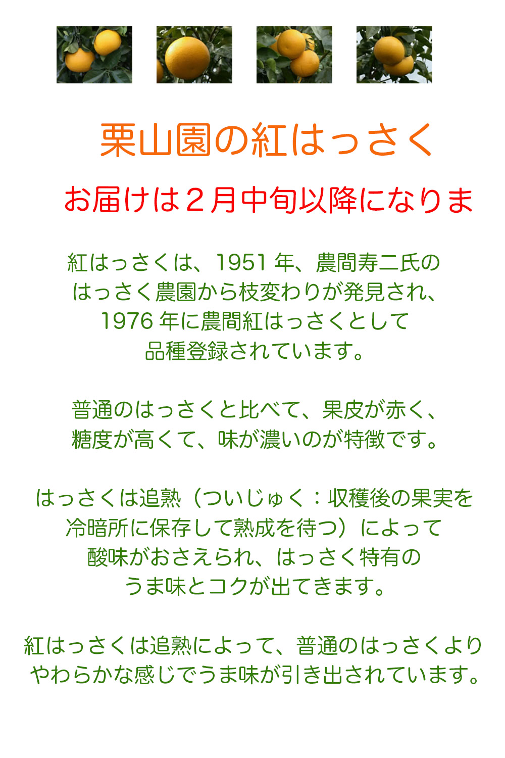 紅はっさくの説明