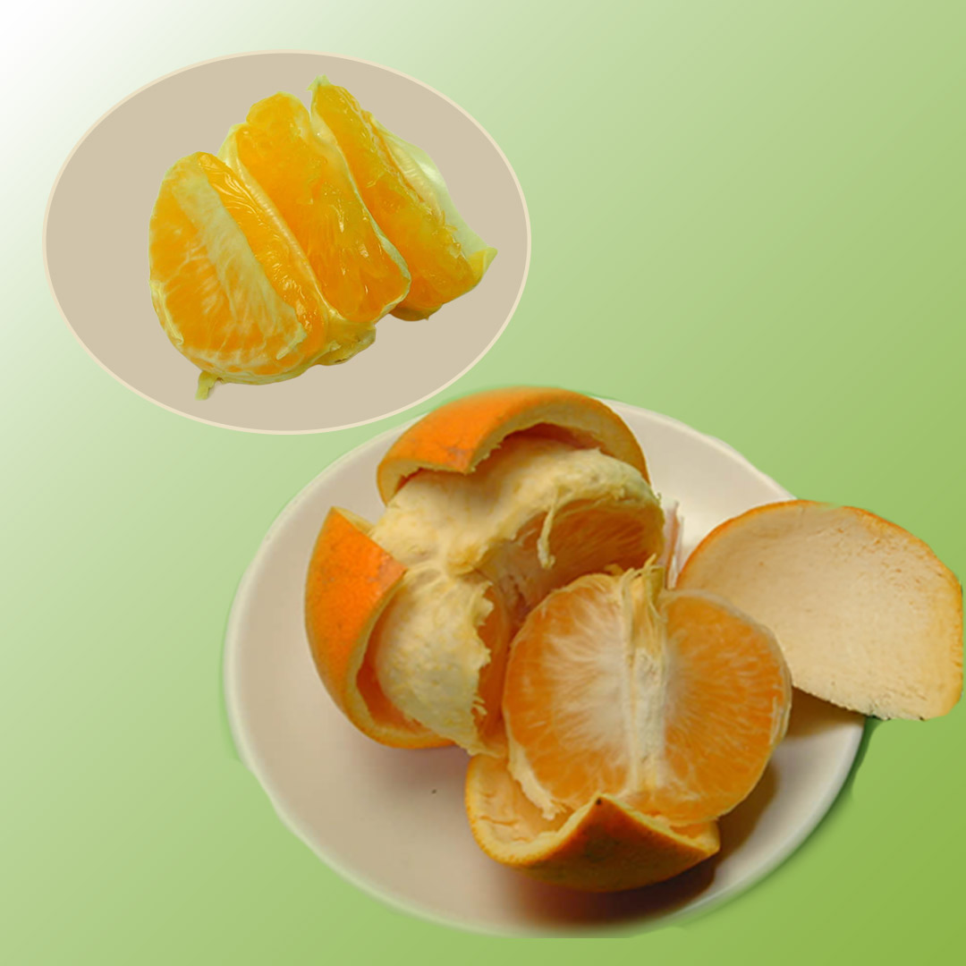 栗山園の紅はっさく