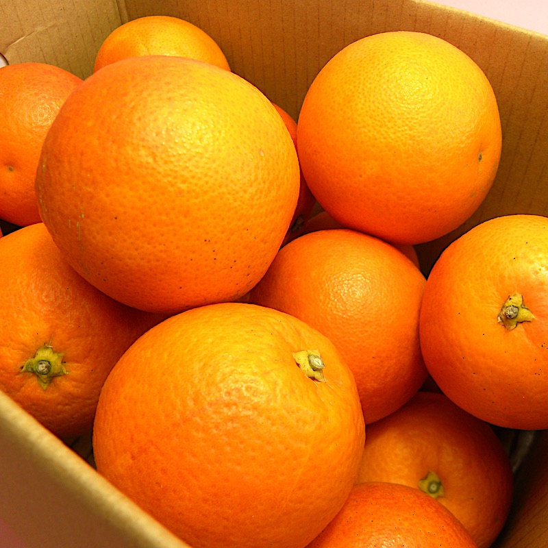 ブラッドオレンジ（タロッコ）【愛媛　宇和島　柑橘ソムリエ】