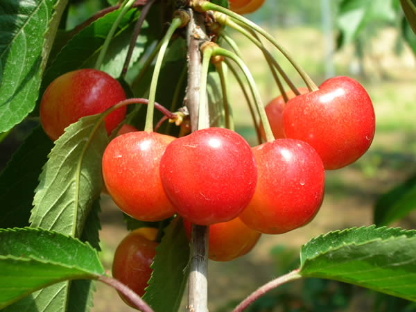 さくらんぼ 紅秀峰