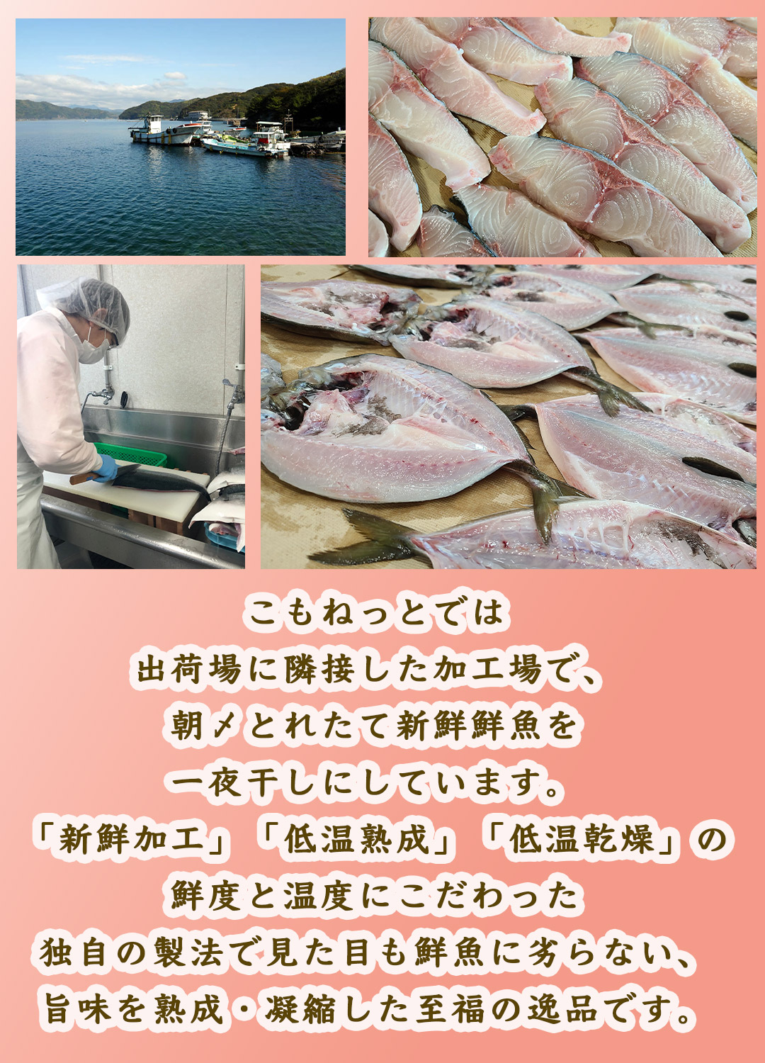 こもねっと 美味旨味干しセット〜 送料無料/北海道、沖縄は別途1000円 真鯛 カンパチ ブリ 真アジ 4種類各2個ずつの8個セット
