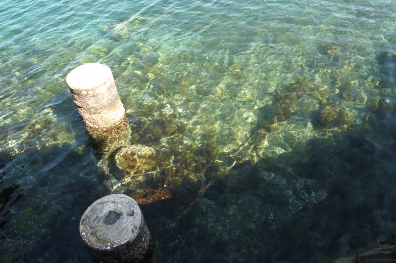 愛媛宇和島蒋淵 お魚レストランこもねっと