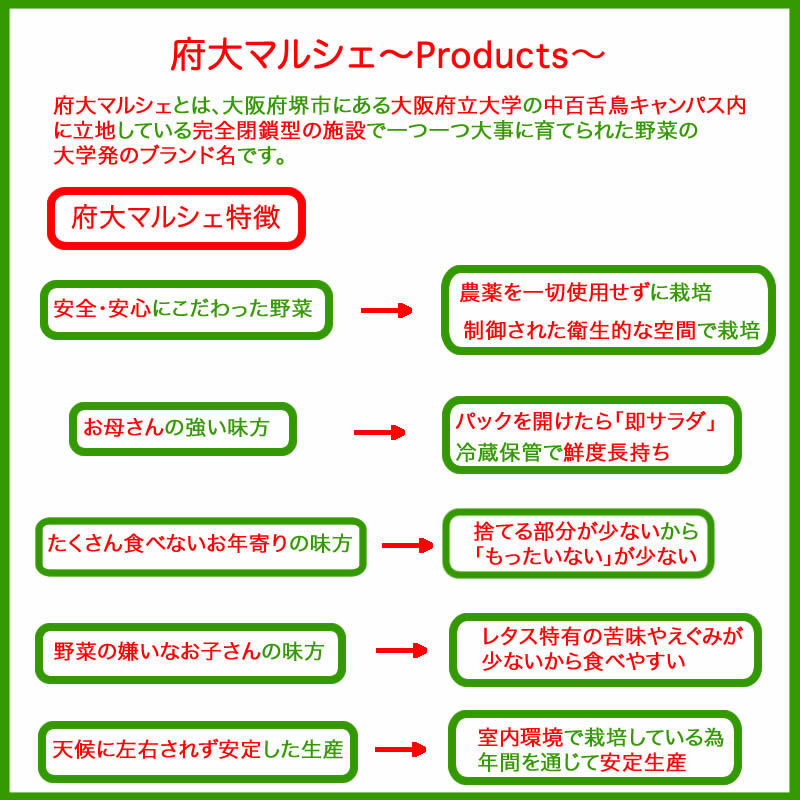 大阪府立大学工場レタス