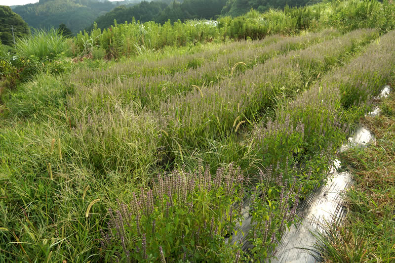 ホーリーバジル茶収穫風景