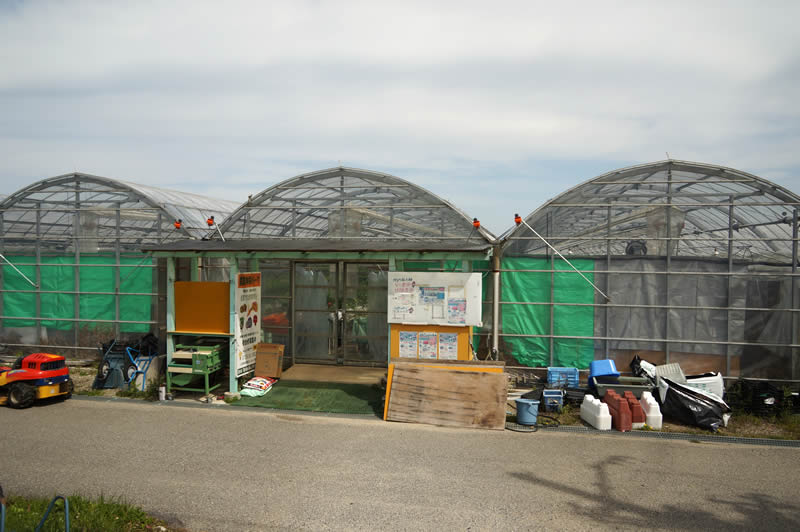 大阪　いずみふれあい農の里　いずみ小川いちご　飯阪保いちご園