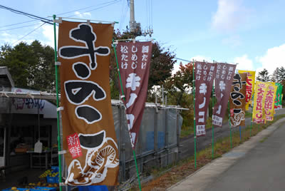 白神山地