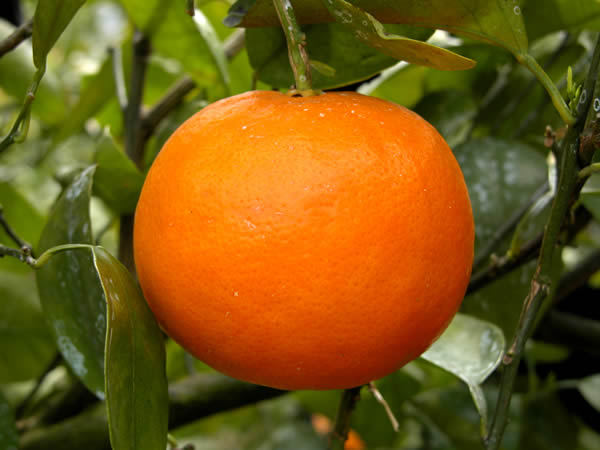 栗山園の畑のセミノールオレンジ