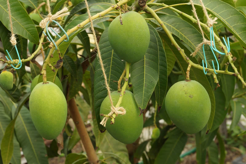 大嶺農園の鉢植えマンゴー