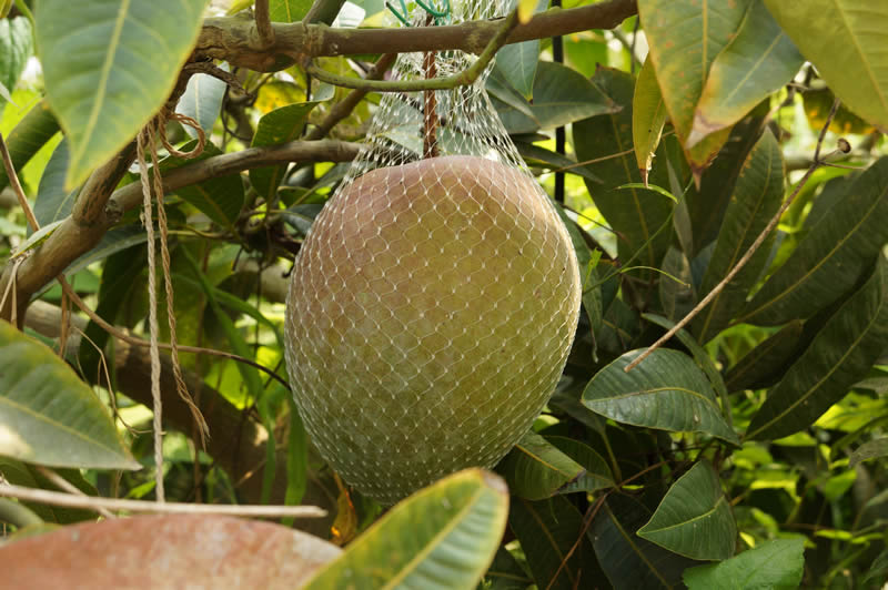 大嶺農園の鉢植えマンゴー