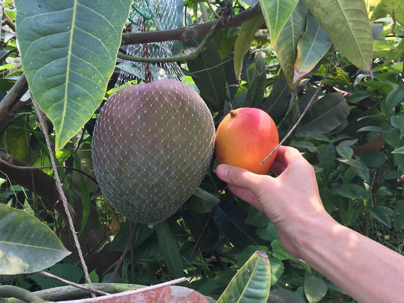 大嶺農園の鉢植えマンゴー