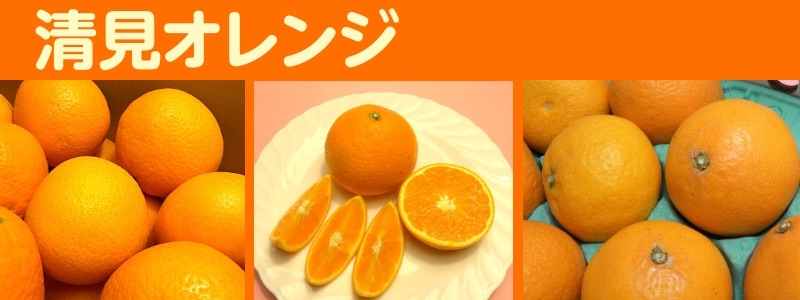 ミヤモトオレンジガーデンの清見オレンジ