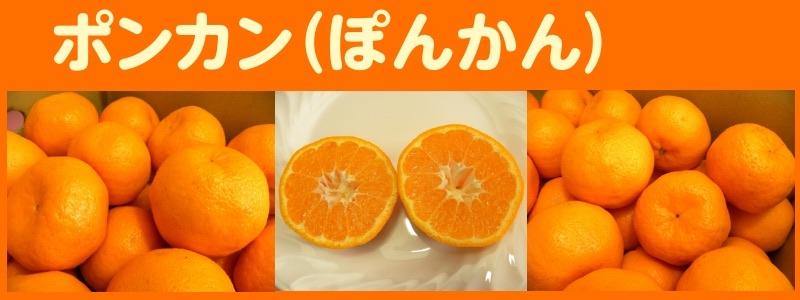 ミヤモトオレンジガーデンのポンカン