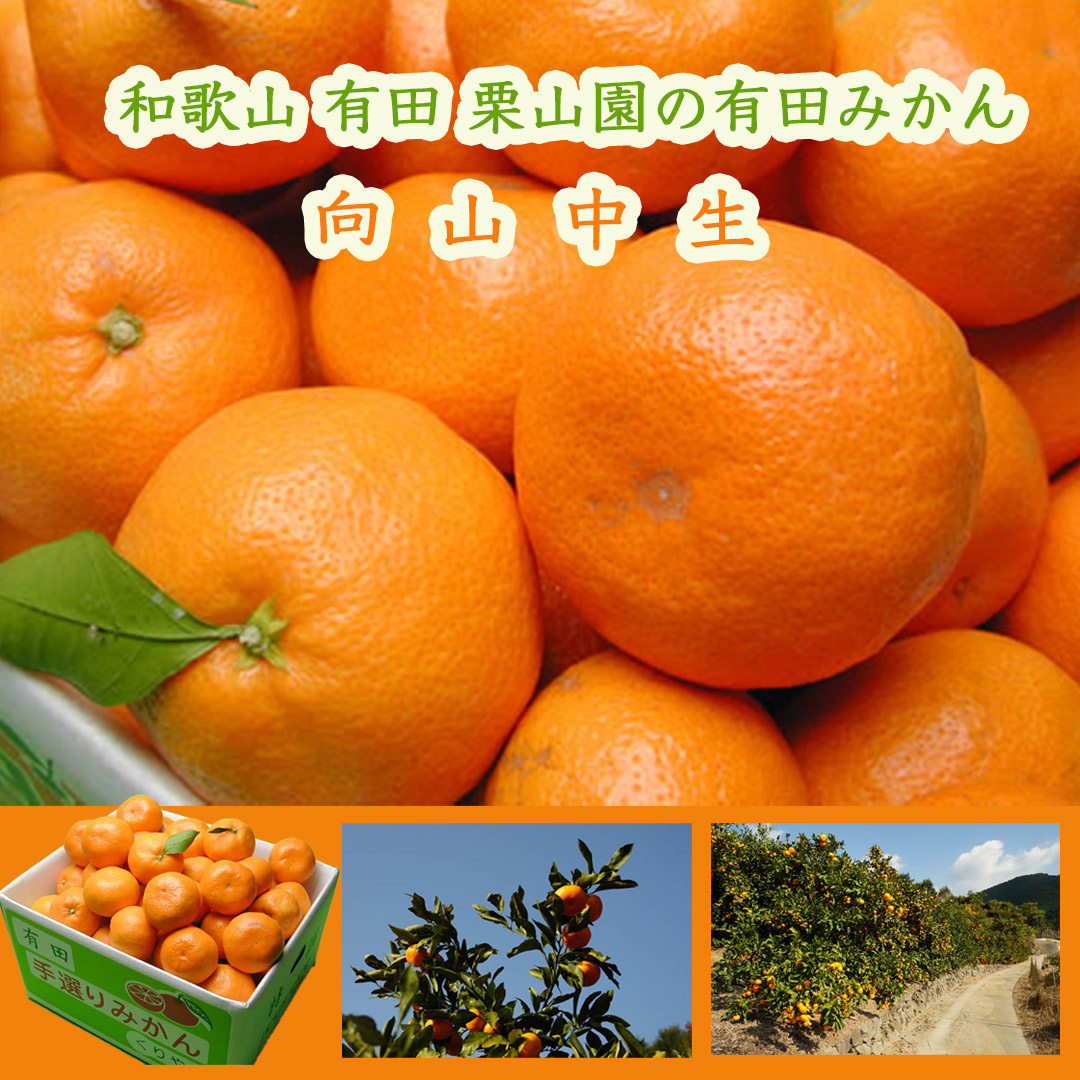 栗山園の有田みかん向山中生
