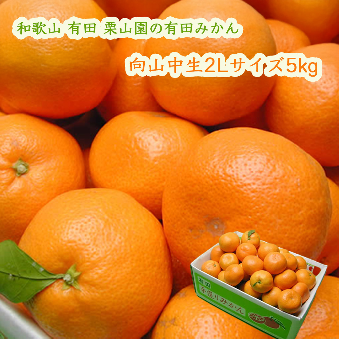 栗山園の有田みかん向山中生