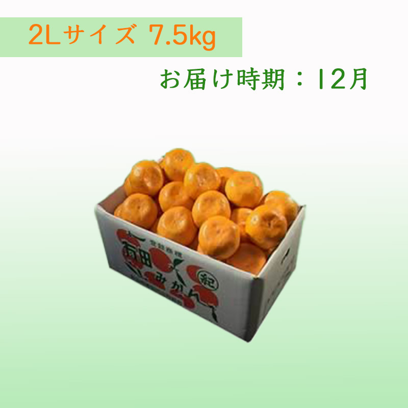 栗山園の有田みかん向山中生