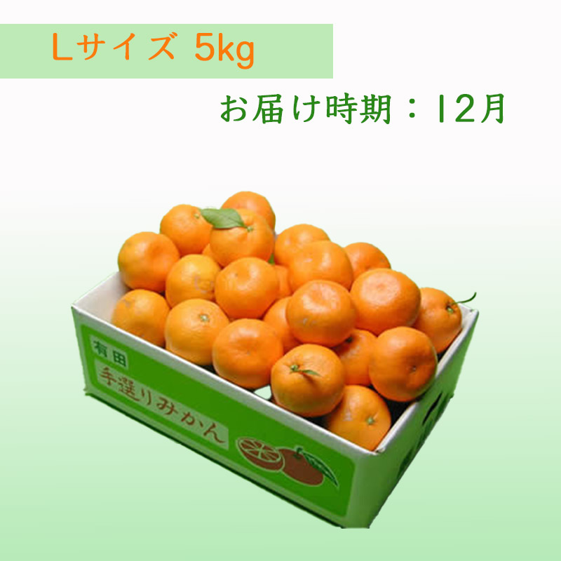 栗山園の有田みかん向山中生