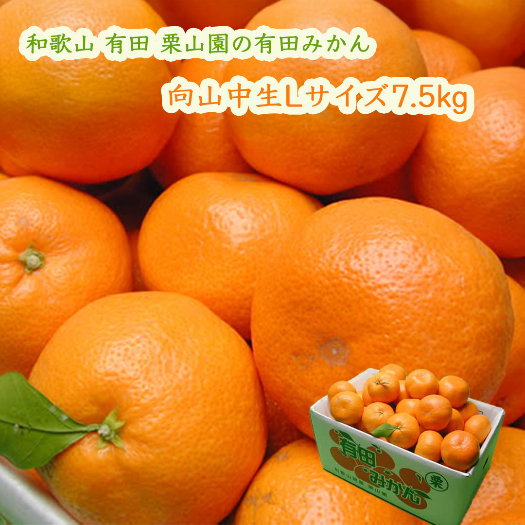 栗山園の有田みかん向山中生