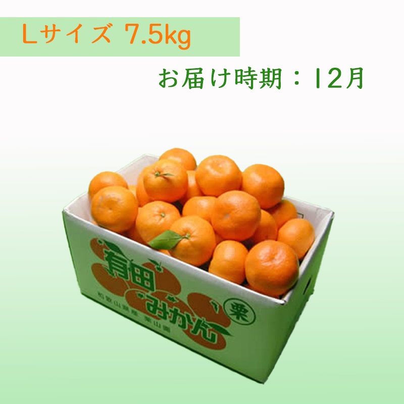 栗山園の有田みかん向山中生