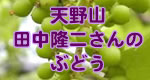 田中ぶどう園のぶどう