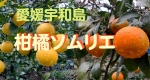 愛媛宇和島柑橘ソムリエ
