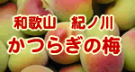 かつらぎの梅