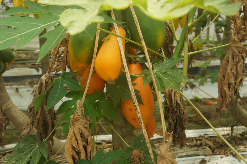 和歌山 大嶺農園のパパイヤ