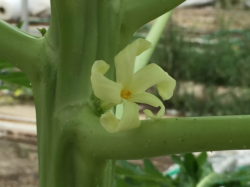 大嶺農園のパパイヤ