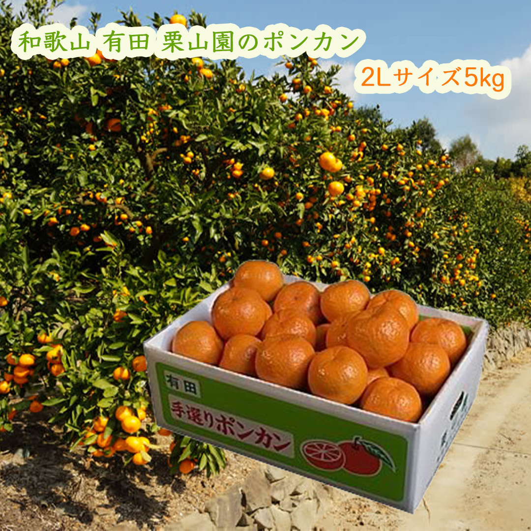 栗山園のぽんかん