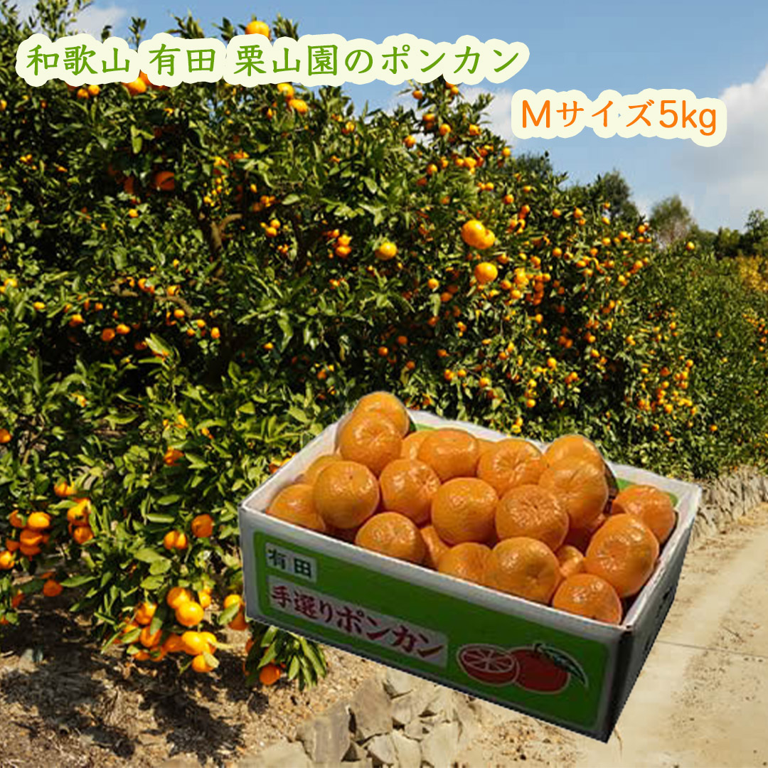 栗山園のぽんかん