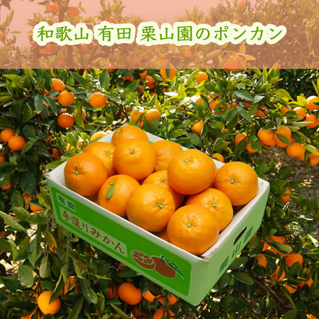 栗山園のポンカン