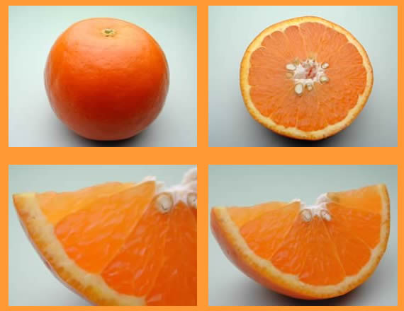 栗山園のセミノールオレンジ