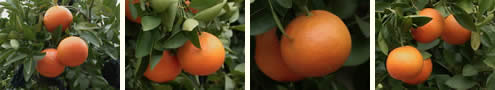 栗山園のセミノールオレンジ