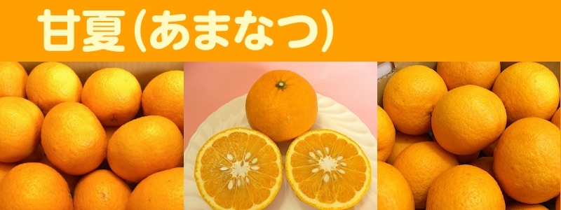 宇和島柑橘ソムリエの甘夏