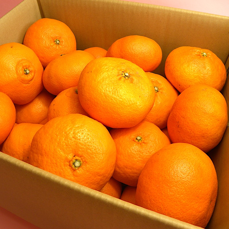 宇和島柑橘ソムリエの甘平