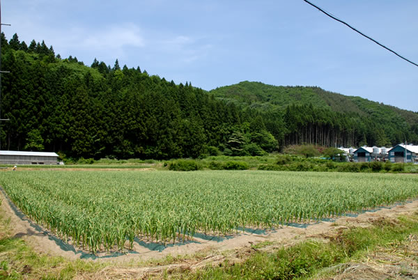 田子にんにく