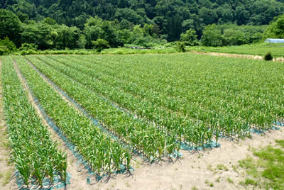 田子町