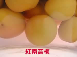 紅南高梅の梅酒