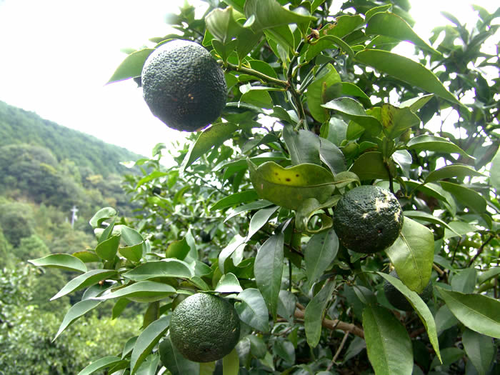 古座川後口農園