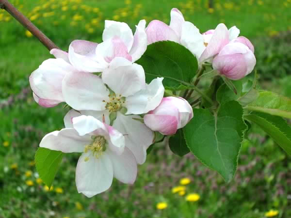 片山りんご園のリンゴの花