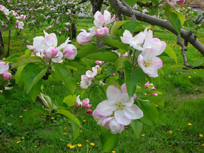 りんごの花