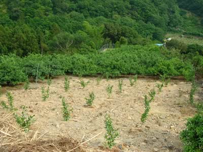 田口早生