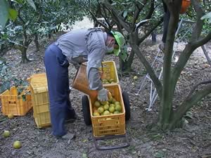 バレンシアオレンジ収穫