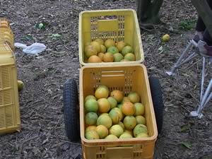 バレンシアオレンジ収穫